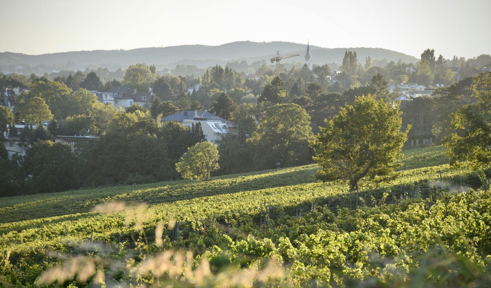 Vienna vineyards — executive coaching retreat setting